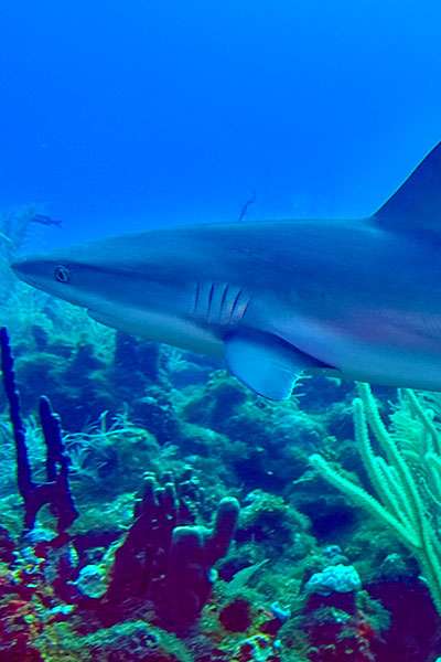 Reef shark